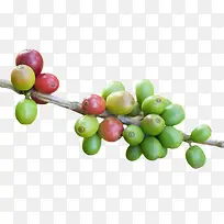 绿红色在树枝上的咖啡果实物