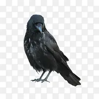 黑色羽毛的乌鸦