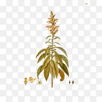 玄参科水彩画
