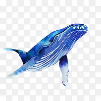 一只手绘蓝色温和座头鲸插画免抠