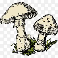 草地上两个蘑菇