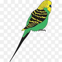 黄绿色卡通风格鹦鹉