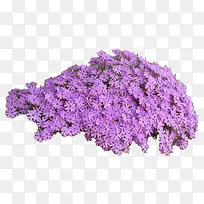 实物紫色绣球花花卉