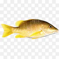 金色的鱼免抠素材