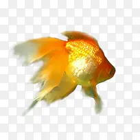 高清摄影金色的小金鱼