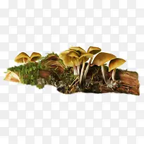 手绘地上长满的黄色蘑菇