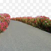 柏油路和花