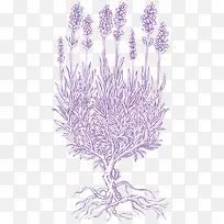 线描薰衣草
