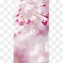 近景桃花花苞含苞欲放状态