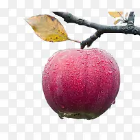 树上带水珠的苹果