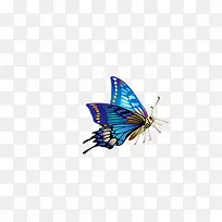 飞翔的蓝色蝴蝶