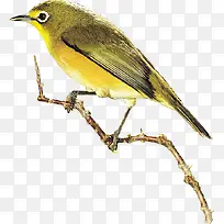 手绘黄色可爱鸟儿动物