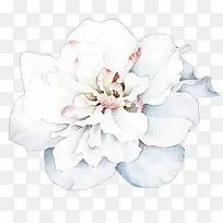 白色花朵唯美插画
