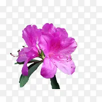 两朵紫色杜鹃花瓣
