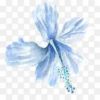 淡蓝色百合花