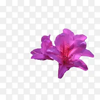 几朵紫色的杜鹃花