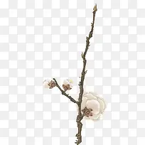 花枝