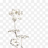 线条手绘花朵
