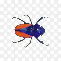 昆虫甲虫