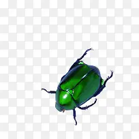 绿甲虫