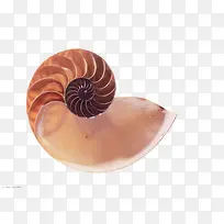 棕色螺旋状的海螺手绘