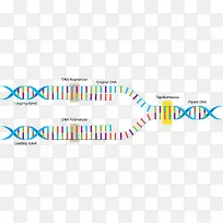 双螺旋细分矢量DNA
