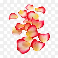 一地粉色花瓣