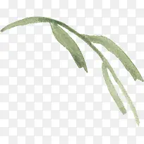 水彩手绘植物