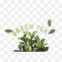 绿茶英文字母