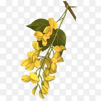 鲜花相框素材抽象花朵素材