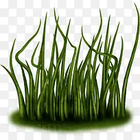 绿色植物水藻PNG素材