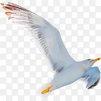 自由飞翔的海鸥摄影
