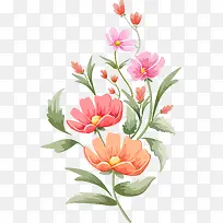 妖娆的花