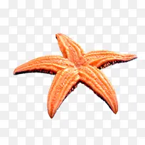海星