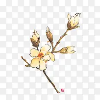 白兰花朵