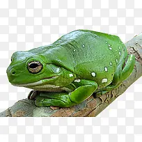 树蛙-绿色的树蛙