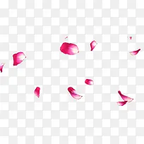 飘落的粉红色花瓣