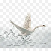 矢量水彩飞翔的天鹅
