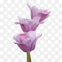 三朵美丽的紫色郁金香