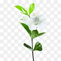 新鲜春节的白色山茶花