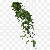 一簇绿色藤蔓垂吊植物