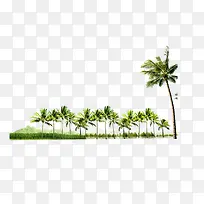 一排椰子树