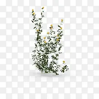 黄色花草垂吊植物