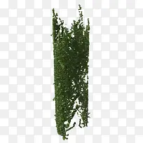 墙上绿色藤蔓垂吊植物