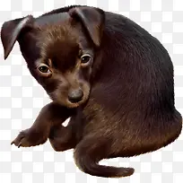 萌萌小黑狗