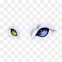 两只分别为蓝色和绿色的猫眼睛