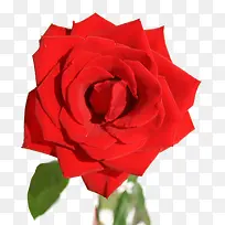 红色的鲜艳的玫瑰花