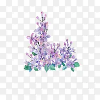 手绘紫色丁香花
