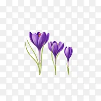 手绘时尚插画三朵紫色丁香花免抠