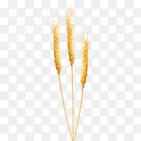 麦穗，png素材金黄